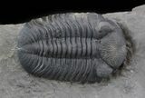 Prone Eldredgeops (Phacops) Trilobite - New York #45059-1